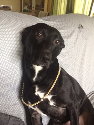 adoptable dog Mitzy