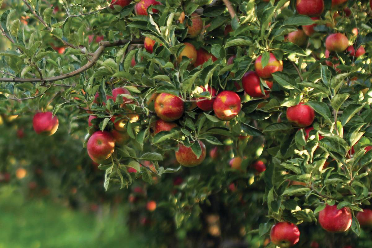 Pick Your Own Apples at These Orchards in the Philadelphia Suburbs
