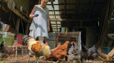 This Kennett Square Family Gives Tips on Housing Backyard Chickens - Vimarsana News